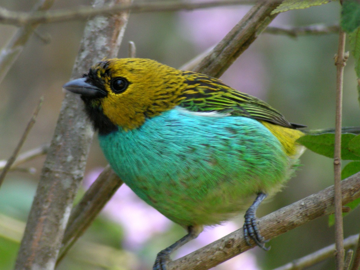 Gilt-edged Tanager - ML205535751