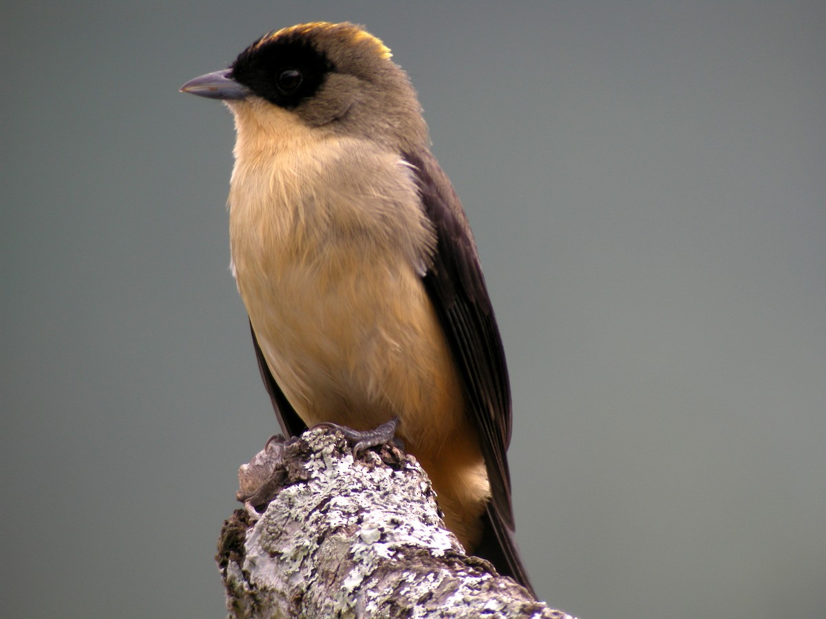 Black-goggled Tanager - ML205535761