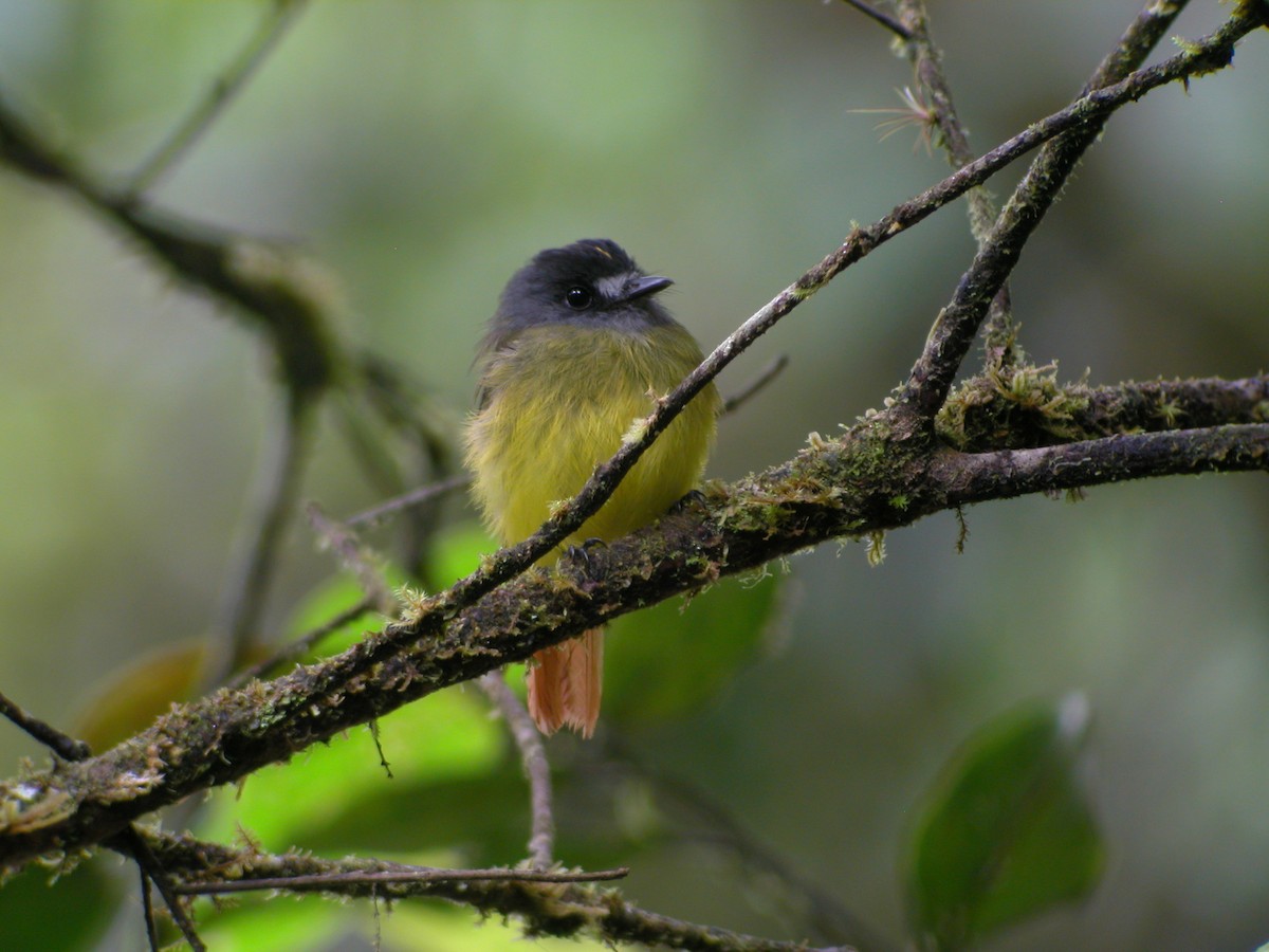 Ornate Flycatcher (Eastern) - ML205535781