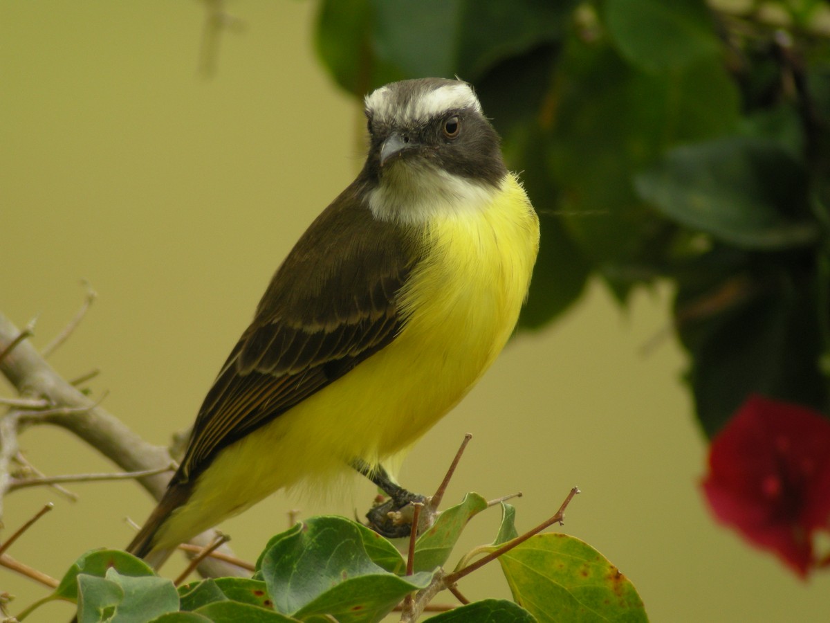 Social Flycatcher - ML205535791