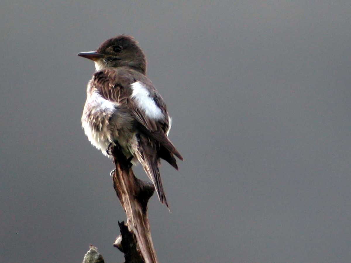 Olive-sided Flycatcher - ML205535801