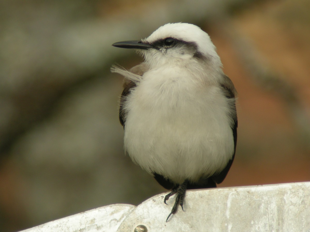 Masked Water-Tyrant - ML205535821