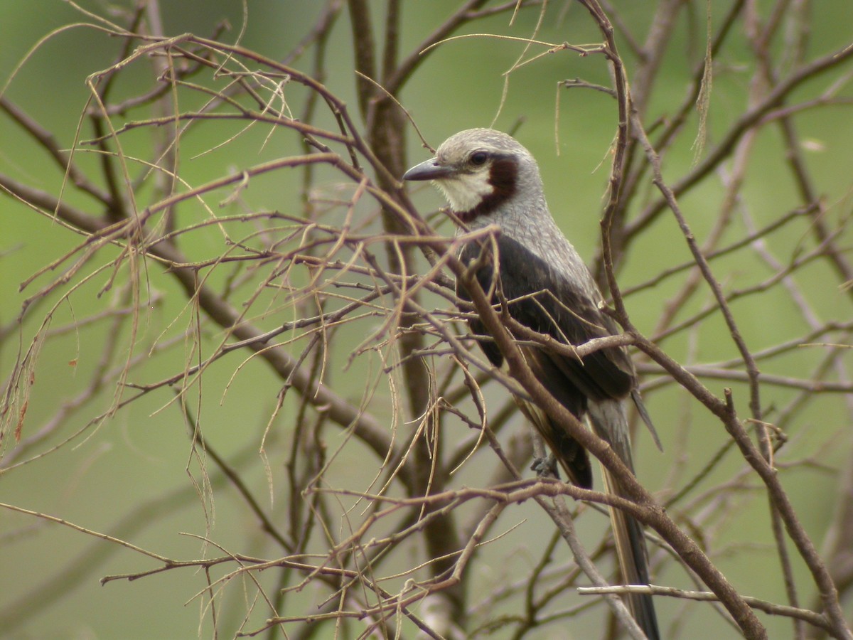 Streamer-tailed Tyrant - ML205535831