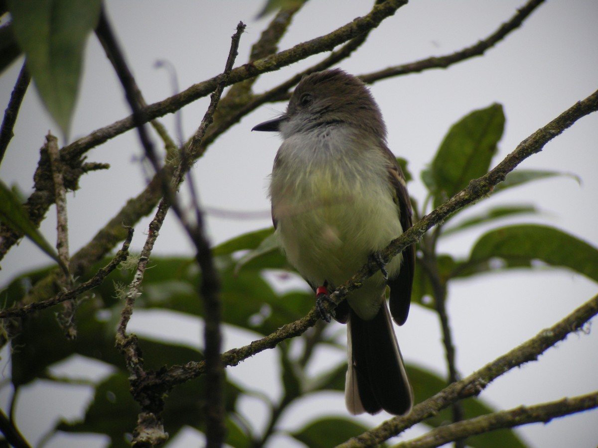 Dusky-capped Flycatcher - ML205535841