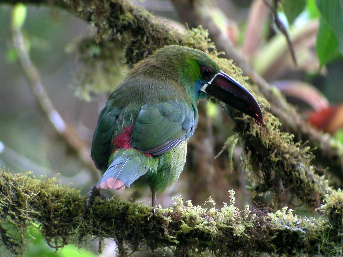 Crimson-rumped Toucanet - ML205535851