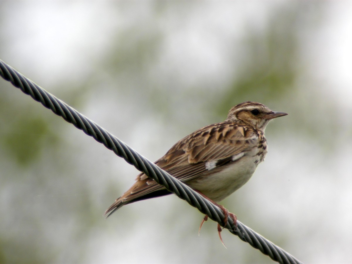 Wood Lark - ML205535861
