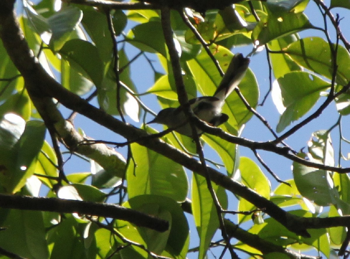 Klages's Gnatcatcher - ML205536021