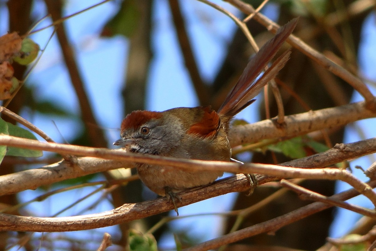 Sooty-fronted Spinetail - ML205536671
