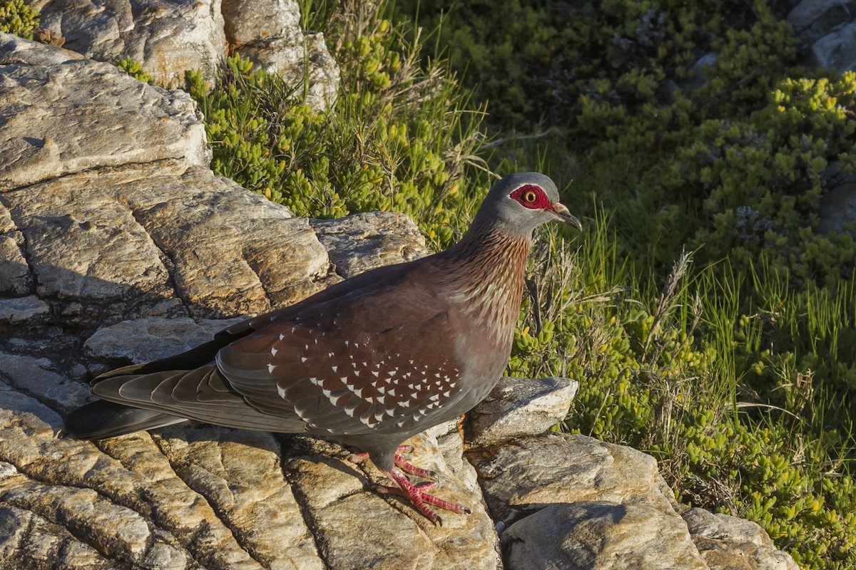 Speckled Pigeon - Alexander Thomas