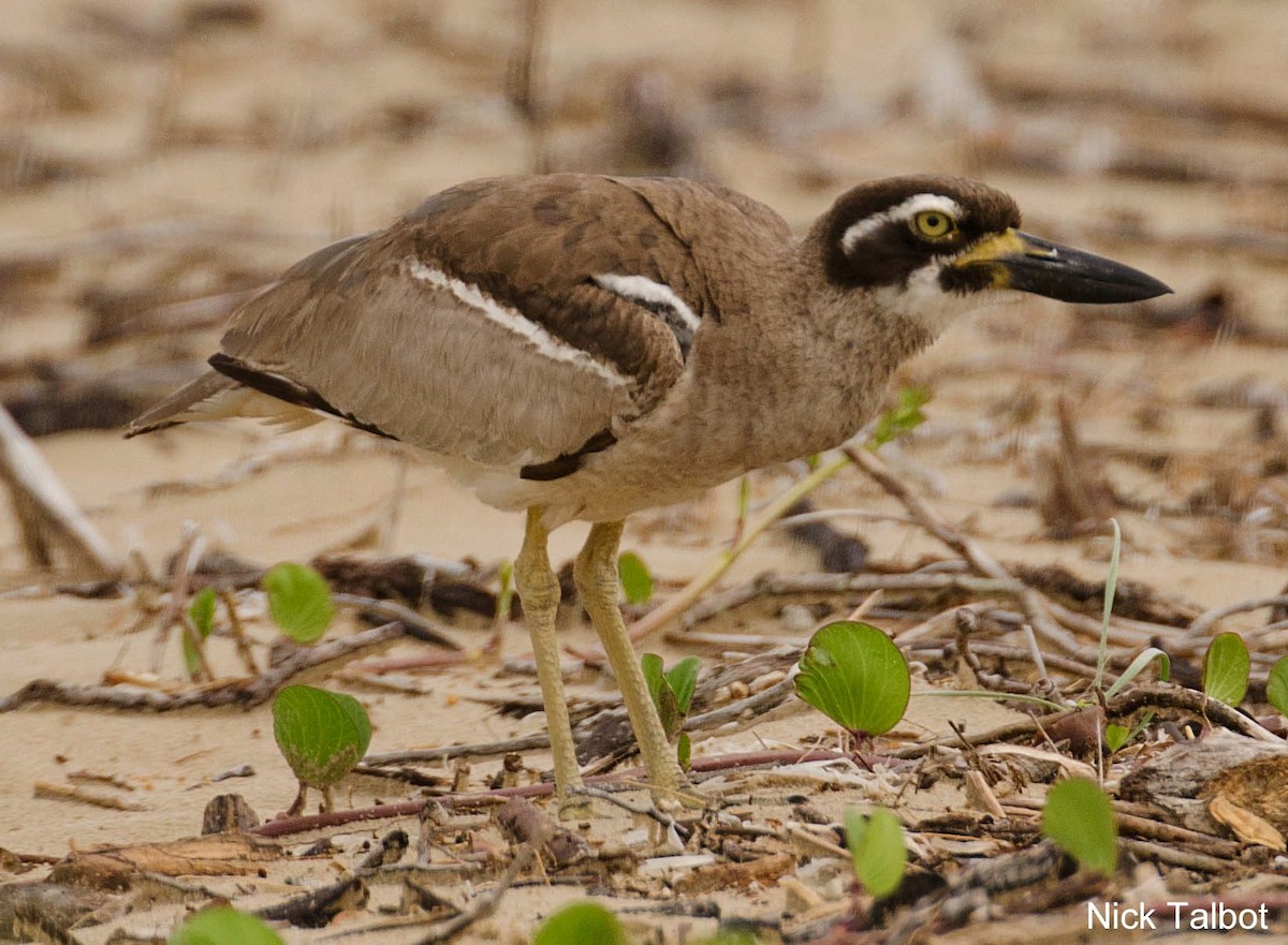 Beach Thick-knee - ML205536871