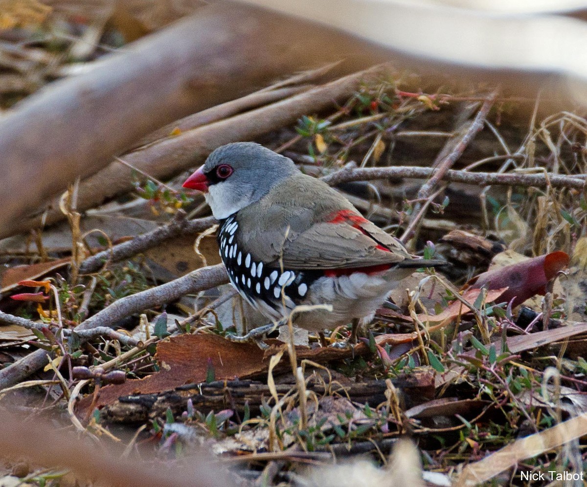 Diamond Firetail - ML205537021