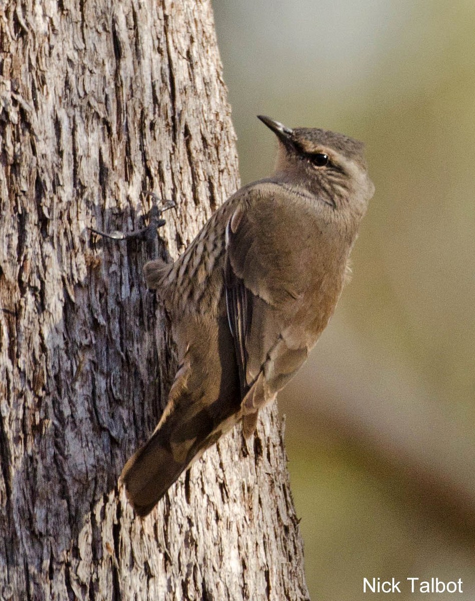 Brown Treecreeper - Nicholas Talbot