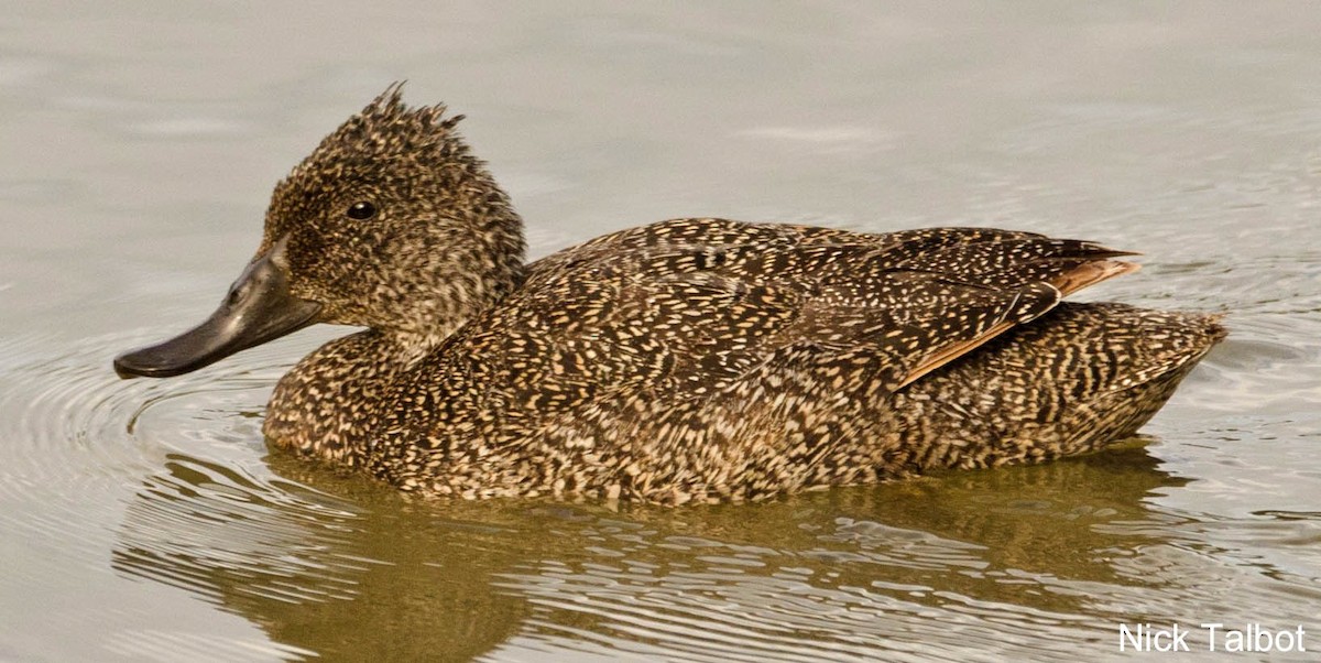 Freckled Duck - Nicholas Talbot