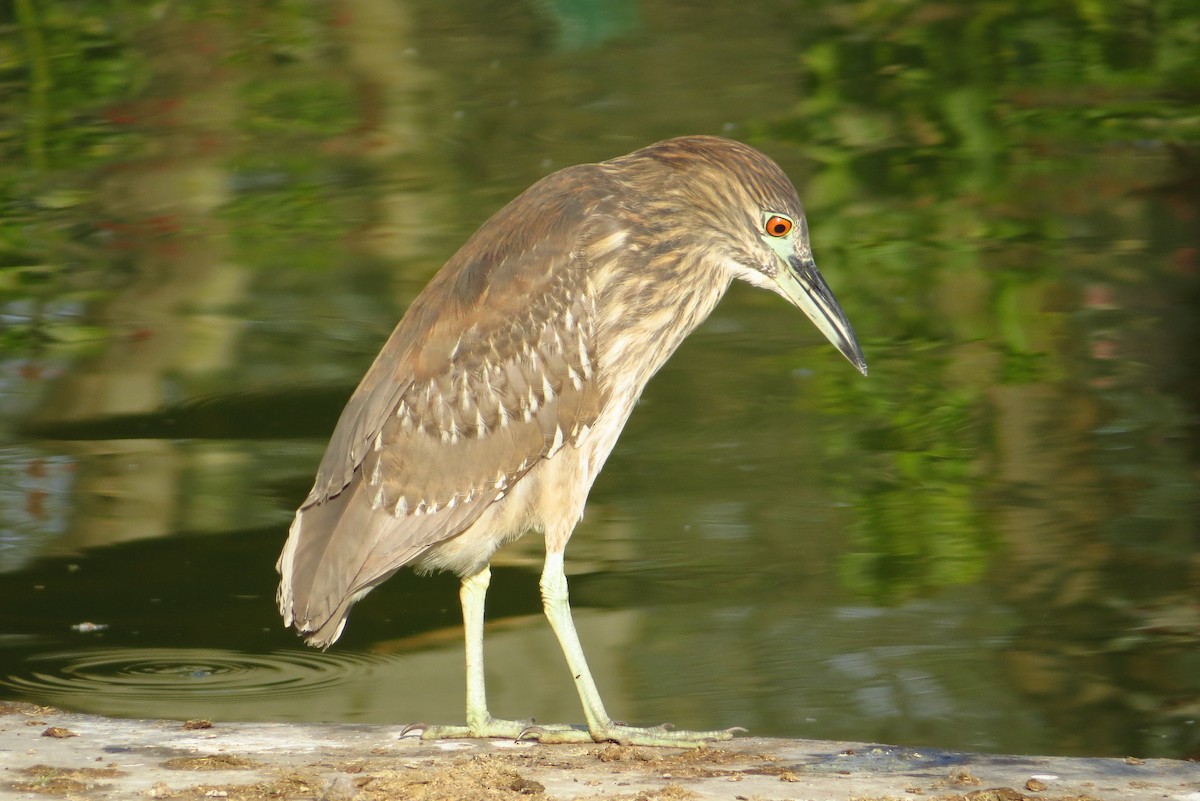 Black-crowned Night Heron (American) - Wim ten Have