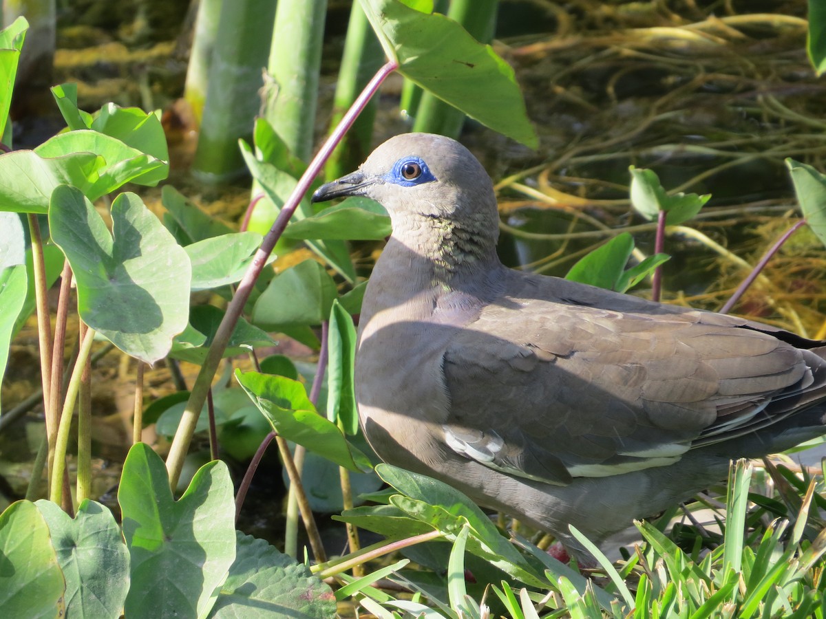 West Peruvian Dove - Wim ten Have