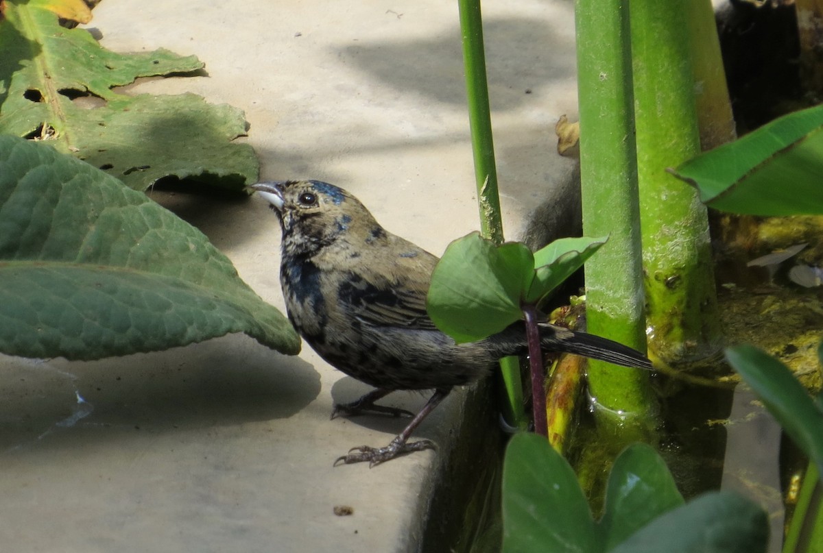 Blue-black Grassquit - Wim ten Have