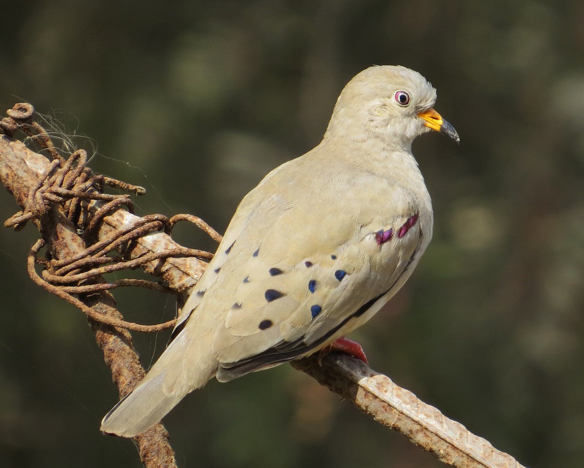 Croaking Ground Dove - ML205537541