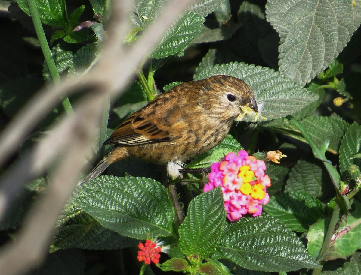 Band-tailed Seedeater - ML205537551