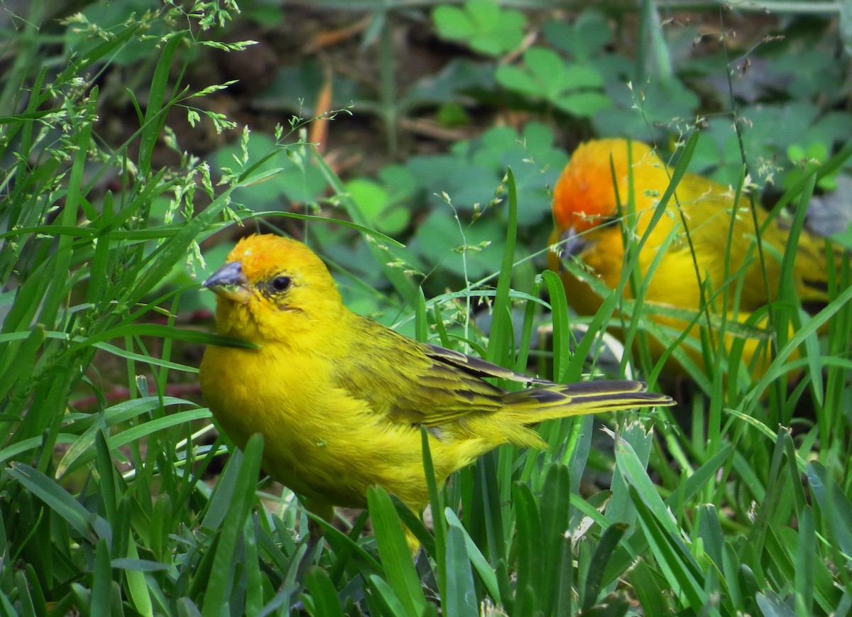 Saffron Finch - Wim ten Have