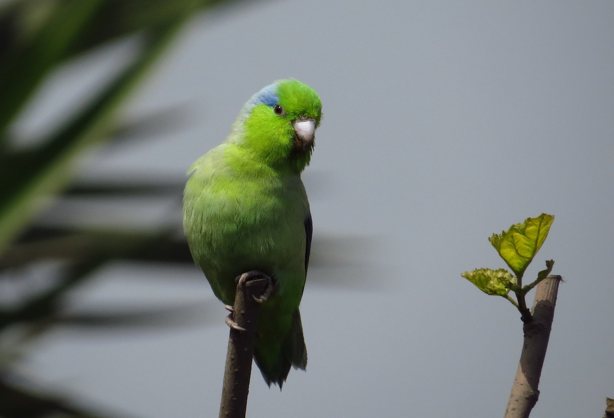 Папуга-горобець еквадорський - ML205537571