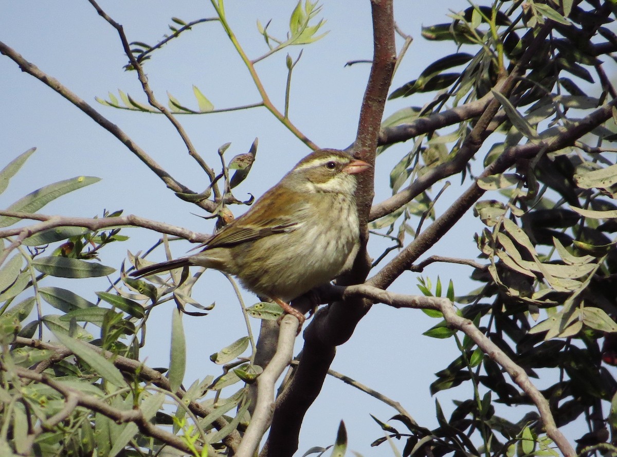 Collared Warbling Finch - ML205537591