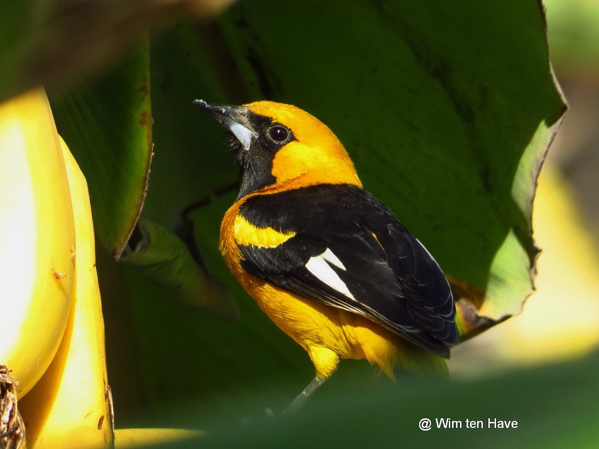 White-edged Oriole - ML205537621