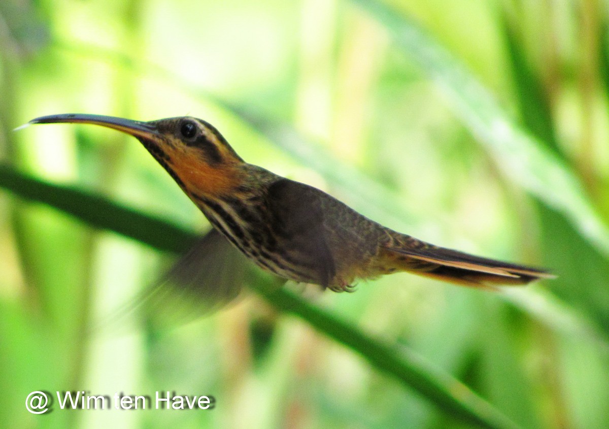 Saw-billed Hermit - Wim ten Have