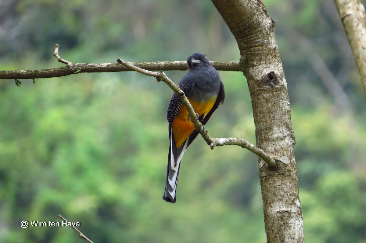 trogon surucua (ssp. aurantius) - ML205537681