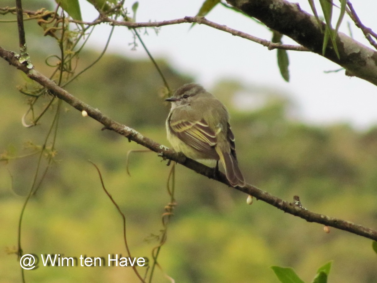 Planalto Tyrannulet - ML205537701