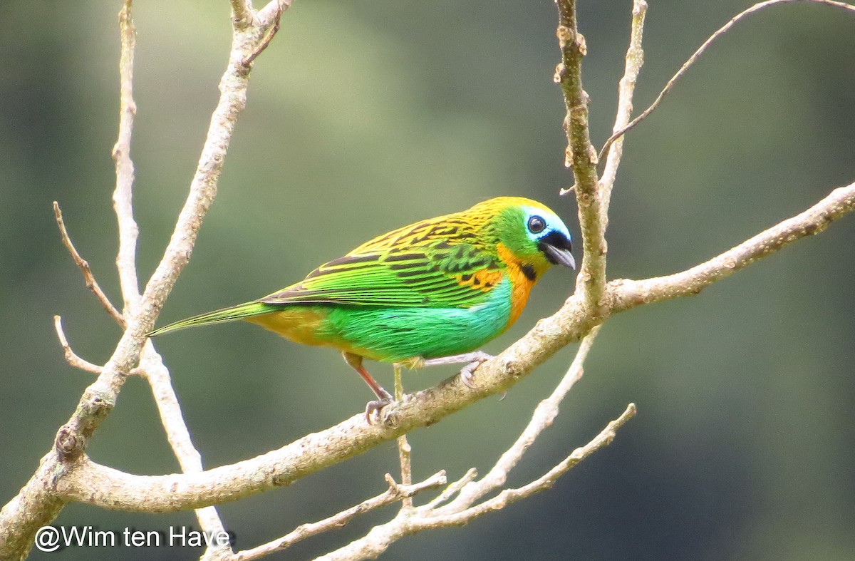 Brassy-breasted Tanager - ML205537711