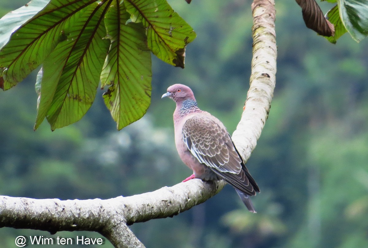 Picazuro Pigeon - ML205537731