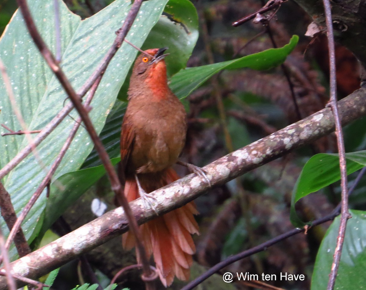 Orange-eyed Thornbird - ML205537811