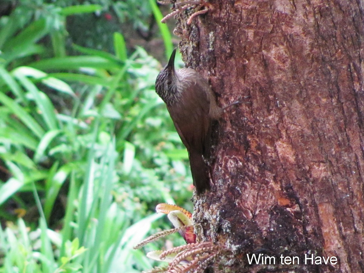 Planalto Woodcreeper - ML205537841