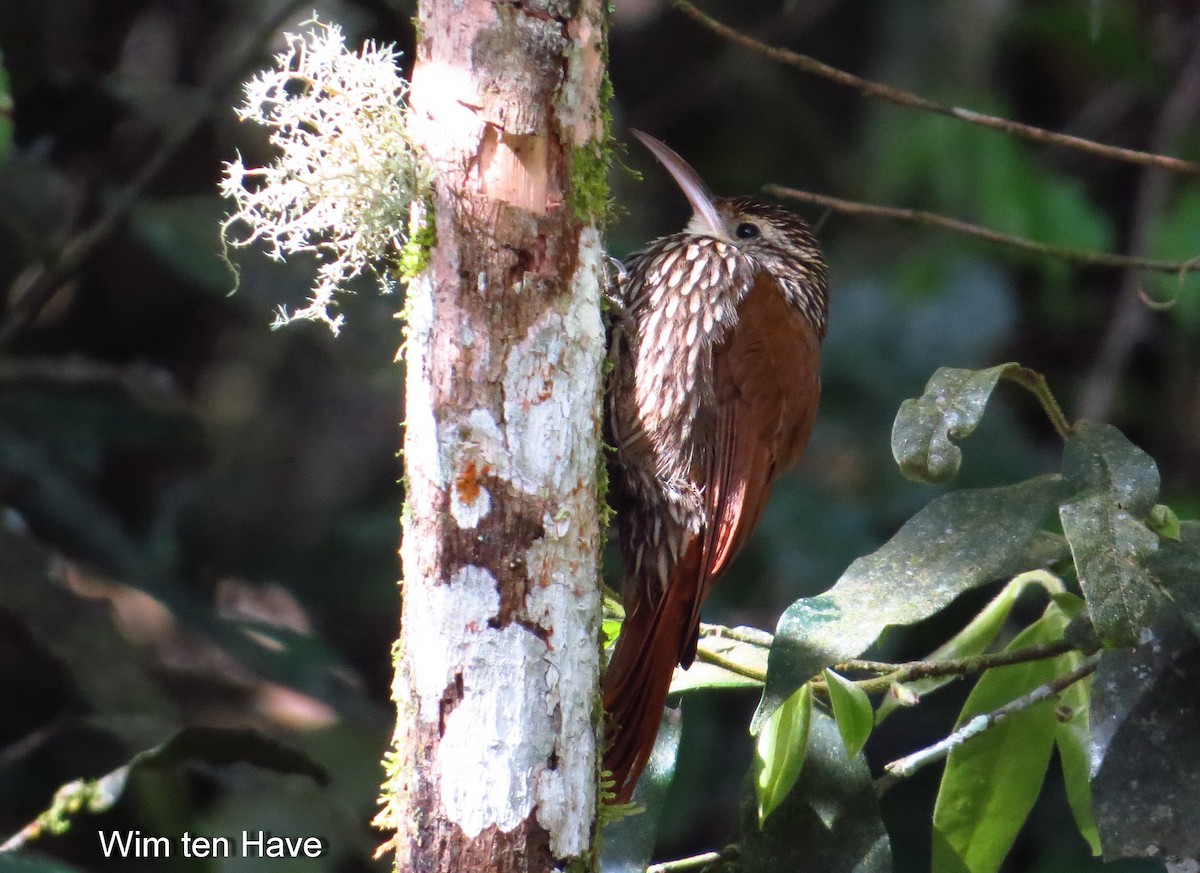 Scalloped Woodcreeper - ML205537851