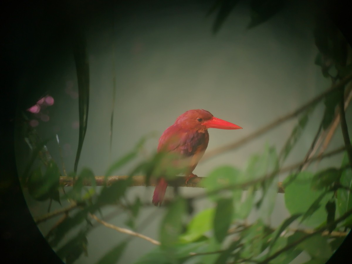 Ruddy Kingfisher - ML205538001