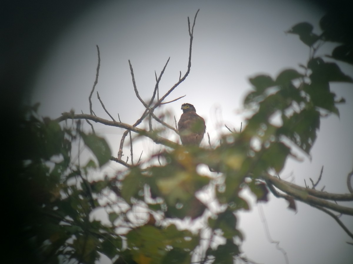 Sulawesi Serpent-Eagle - ML205538011
