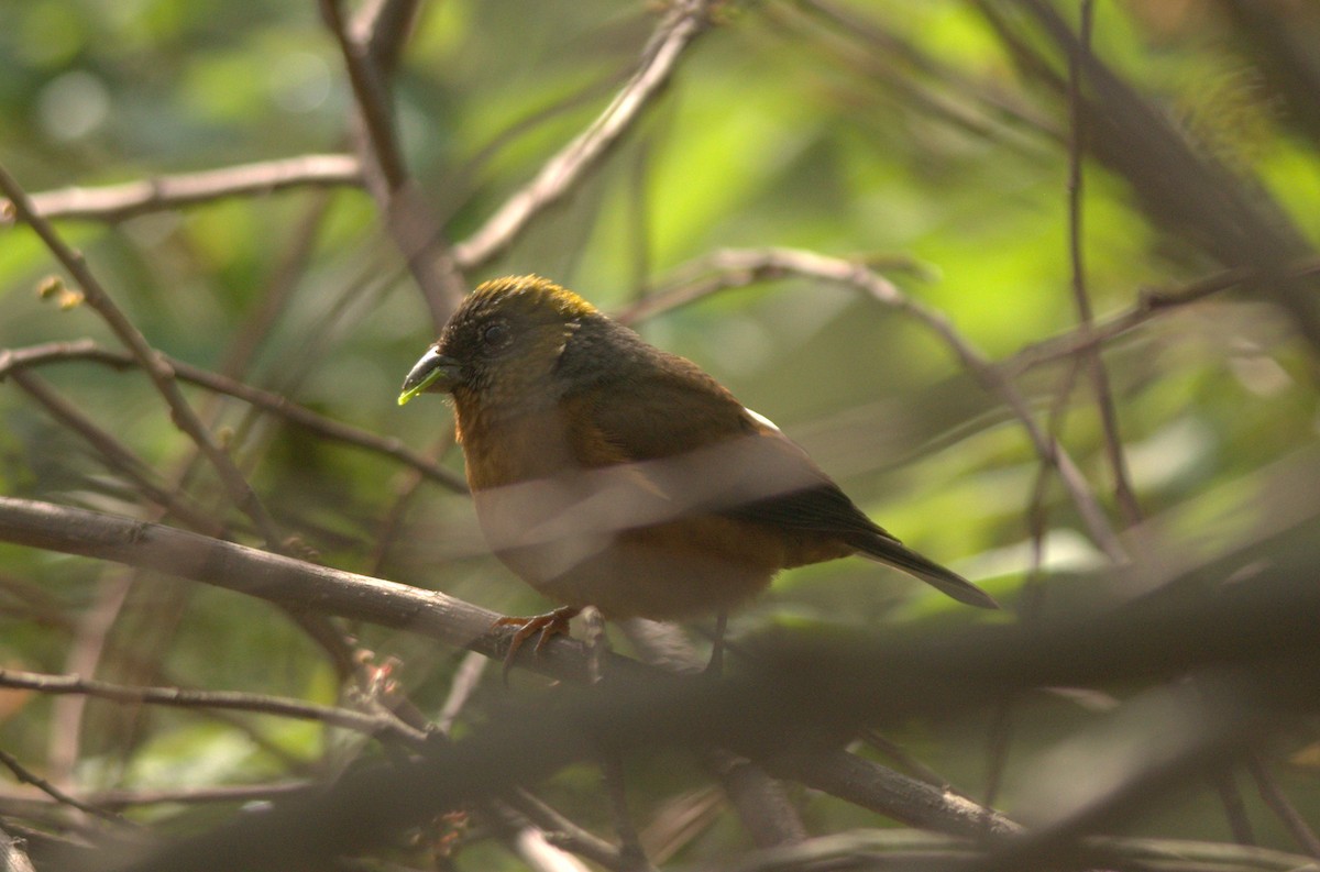 Gold-naped Finch - ML205538021