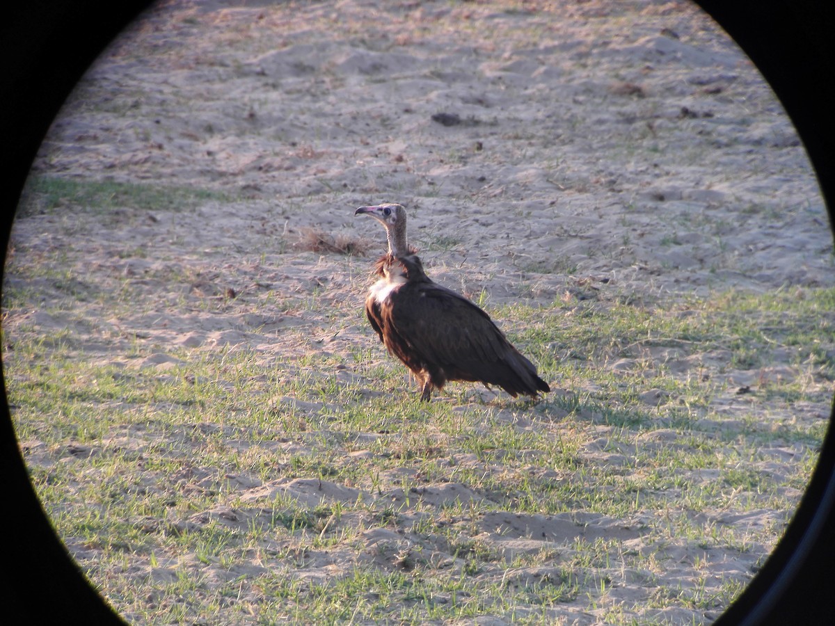 Hooded Vulture - ML205538031