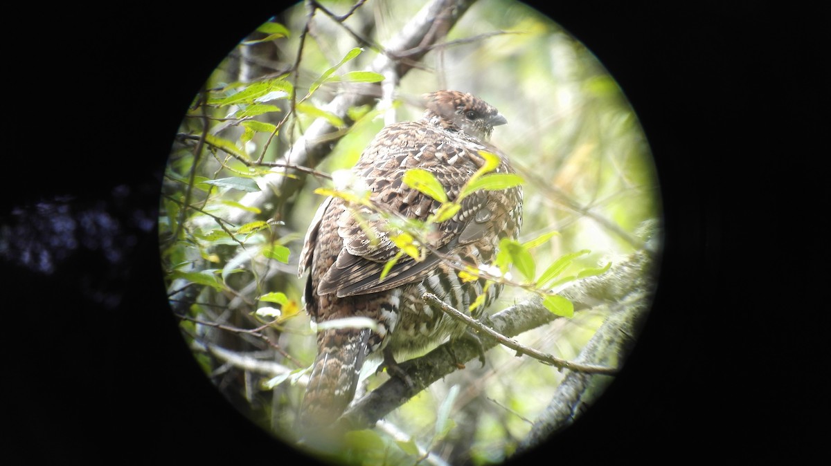 Chinese Grouse - ML205538041
