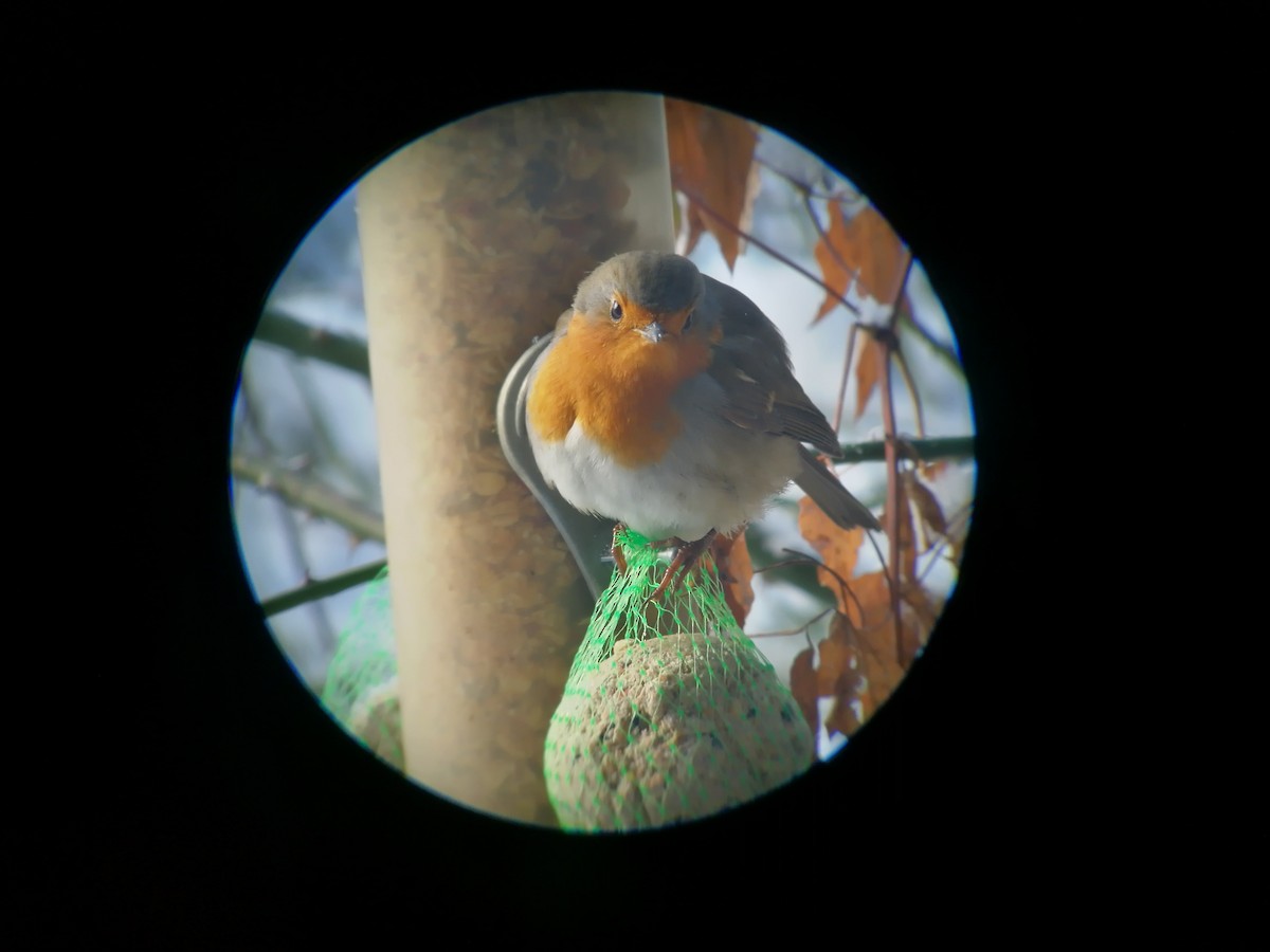 European Robin - ML205538051