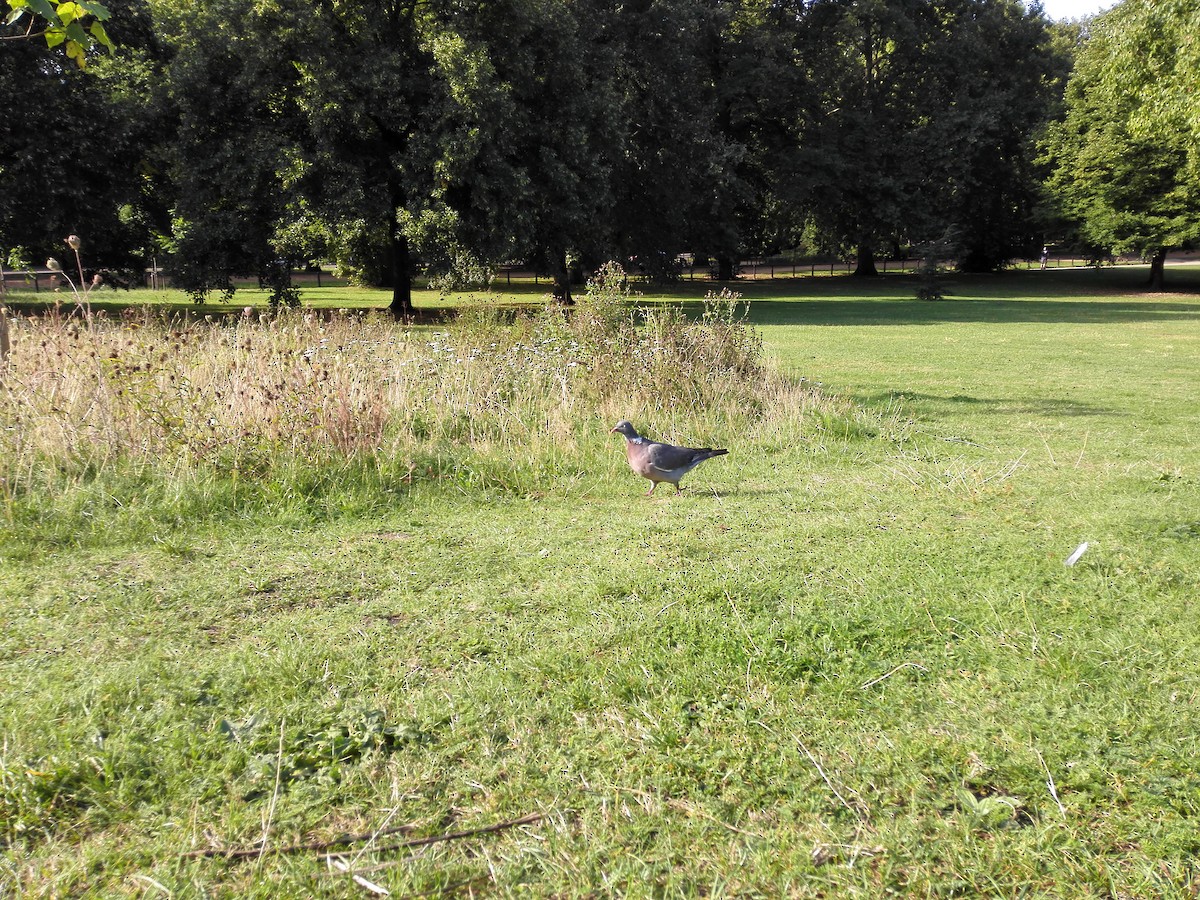 Common Wood-Pigeon (White-necked) - ML205538061