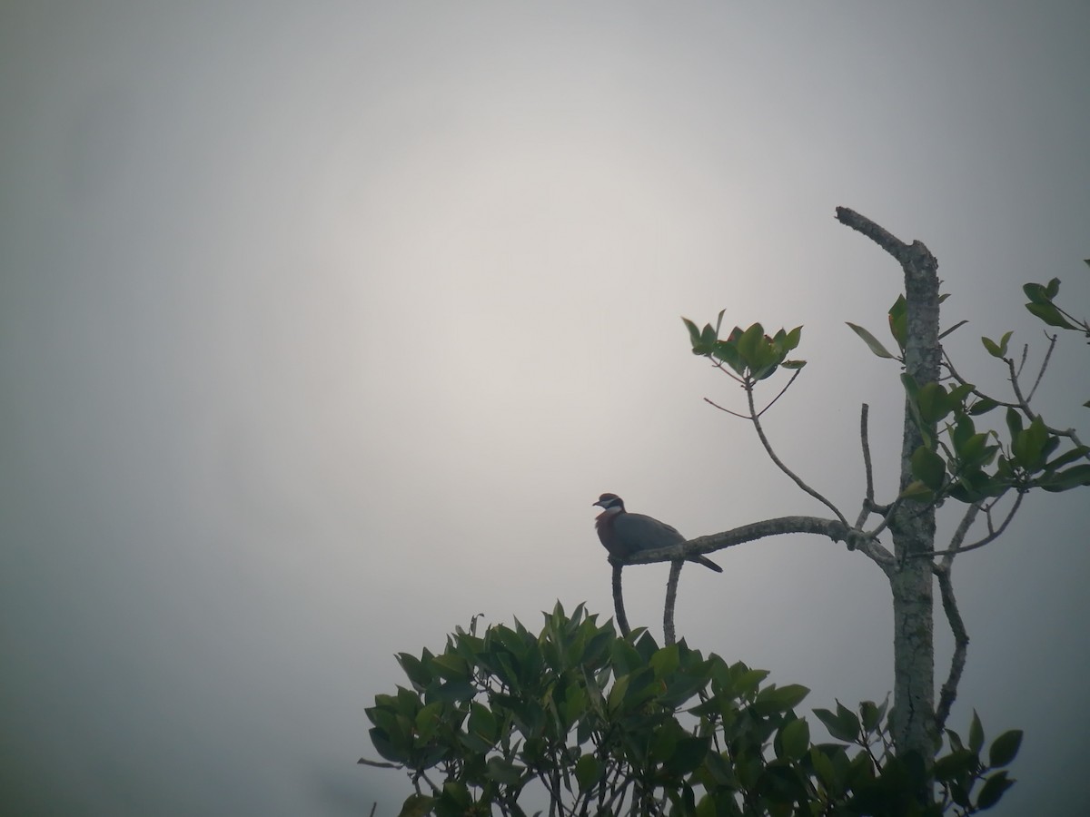 Collared Imperial-Pigeon - ML205538071