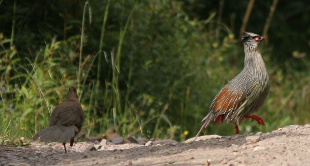 Blood Pheasant - ML205538081