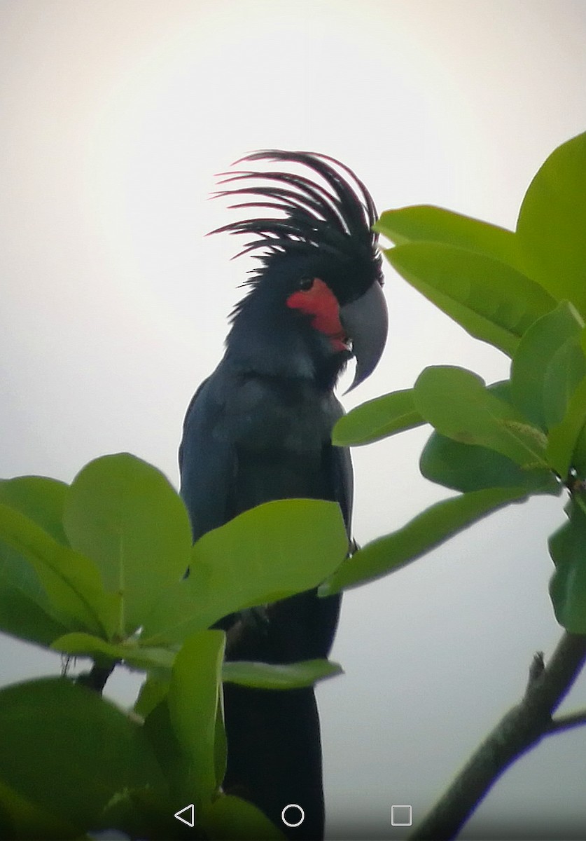 Palm Cockatoo - ML205538091
