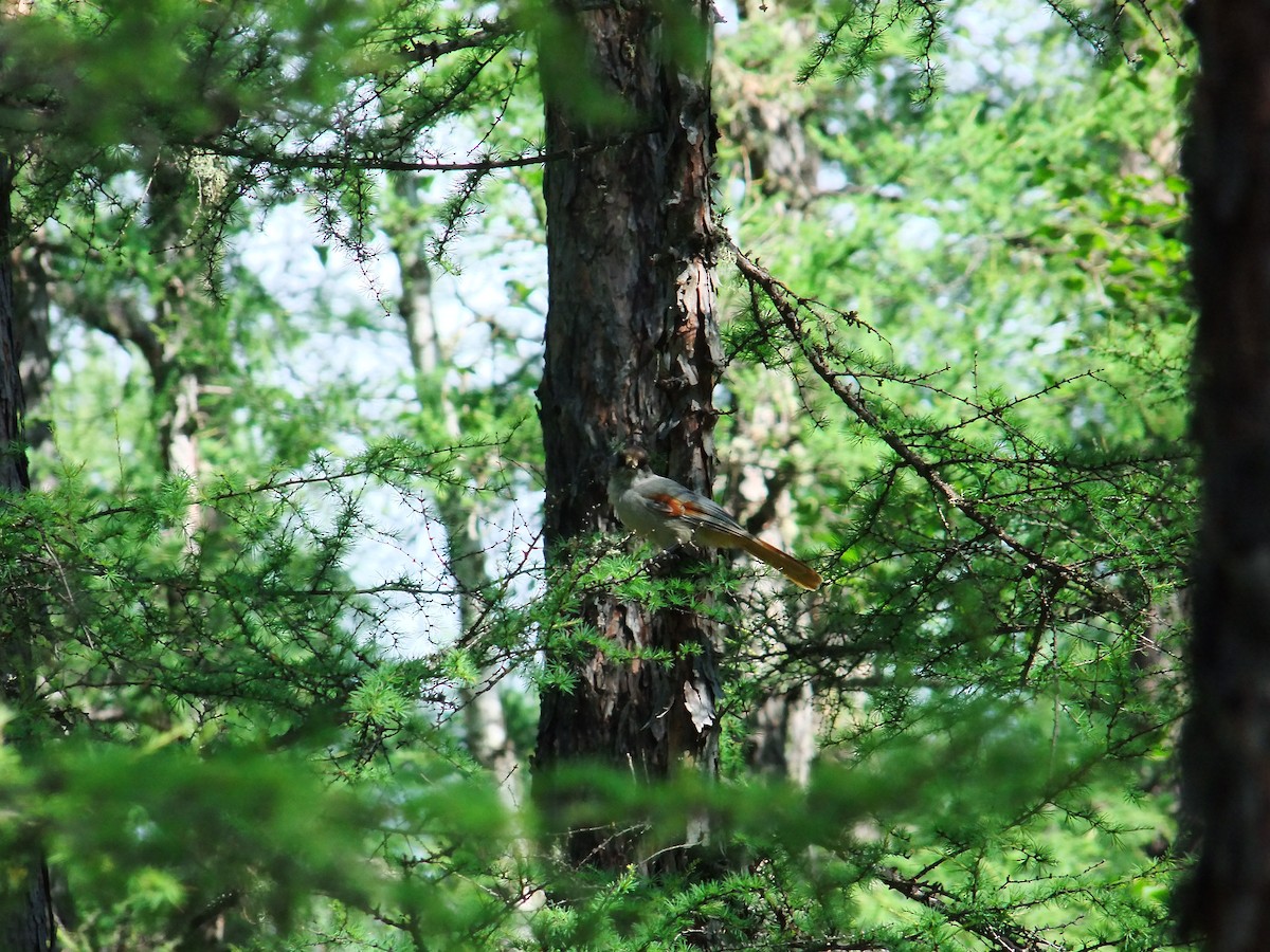 Siberian Jay - ML205538101