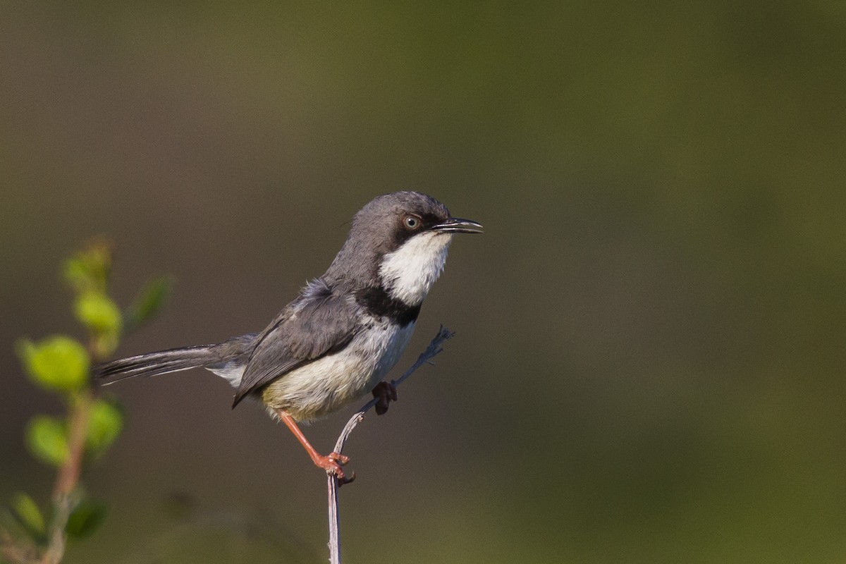 Bar-throated Apalis - Alexander Thomas