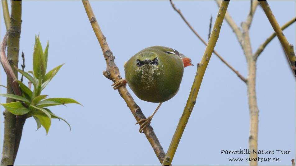 Fire-tailed Myzornis - ML205538111