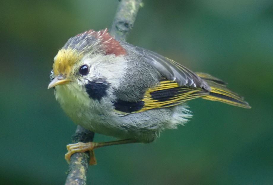 Gold-fronted Fulvetta - ML205538131
