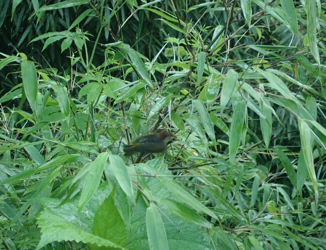Gold-fronted Fulvetta - ML205538141