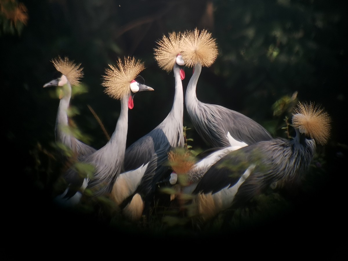 Gray Crowned-Crane - ML205538151